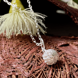 silver sheoak nut on a brown bark